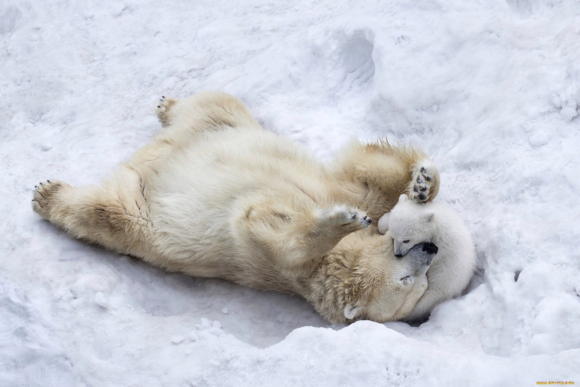 , , winter, puppy, mother, playing, son, wildlife, animals, paws, nature, ice, fur, polar, bears, snow, wild